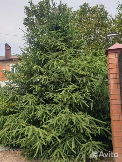 Ель живая