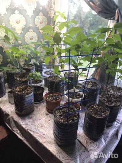 Рассада сверхострого перца