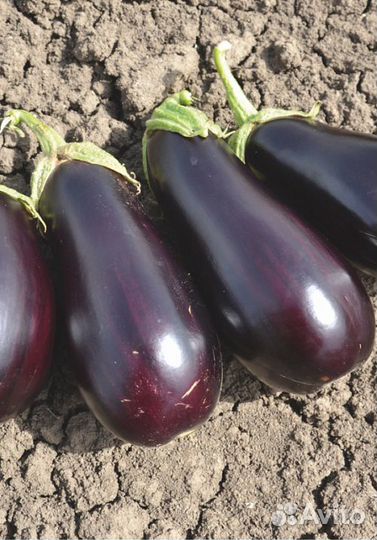 Семена Баклажана 