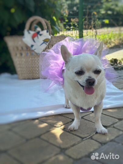 Платье для собак