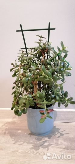 Крассула толстянка