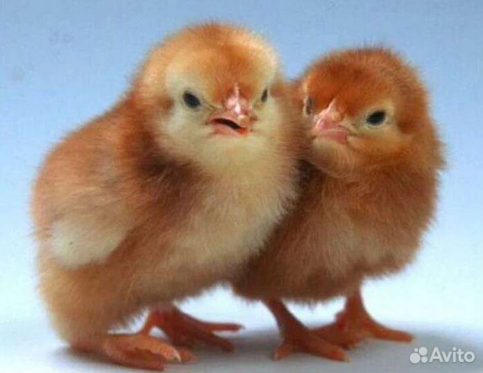 Несушки суточные