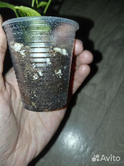 Сингониум Snow Queen