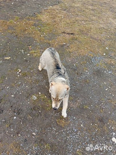 Собака (Сучка)