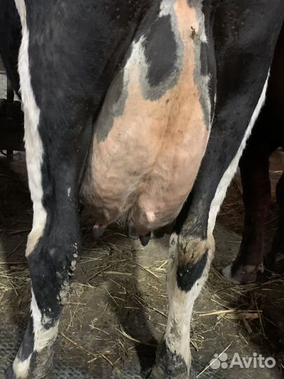 Коровы дойные молочные