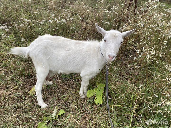 Коза дойная