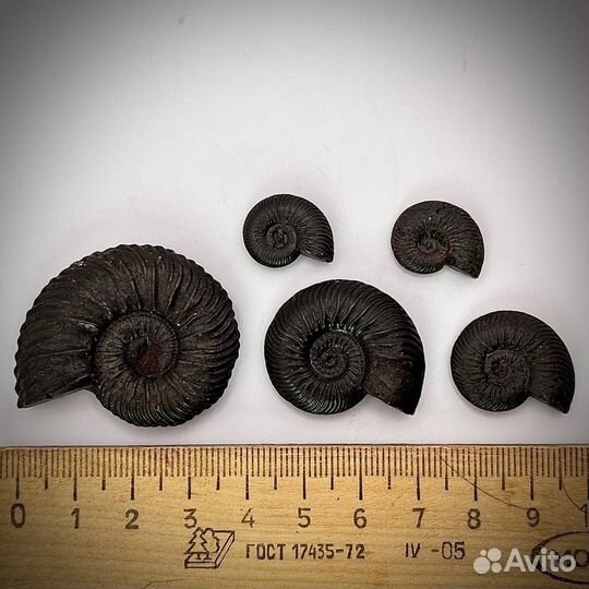 Набор Аммонитов пирит окаменелость ископаемый