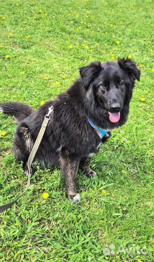 Спасите собаку из приюта