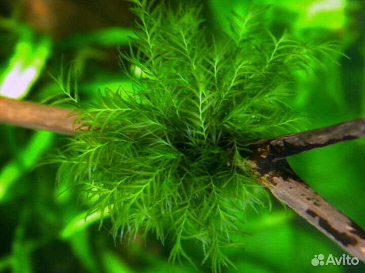 Мхи и Буцефеландр