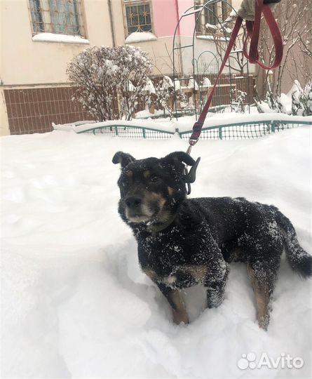 Спасенный из якутского ада пинчер ищет дом