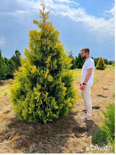 Туя брабант с гарантией