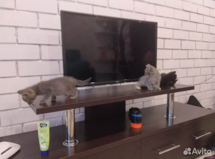 Котята сиамской кошки