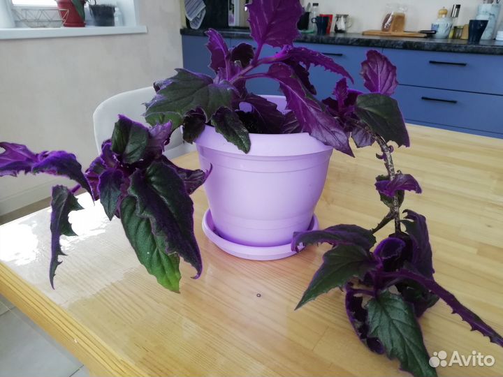 Красавица гинура взрослая с кашпо