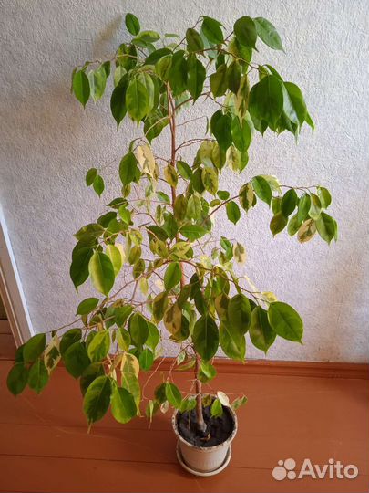 Фикус бенджамина