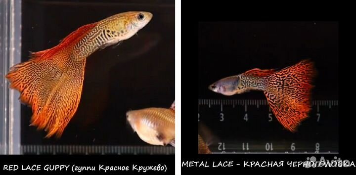 Московские Гуппи - чистые линии