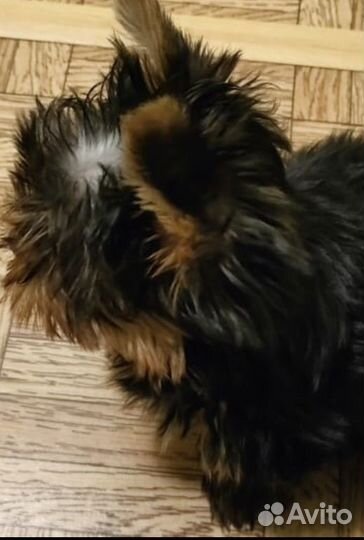 Йоркширский терьер