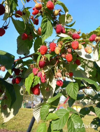 Малина ремонтантная Геракл