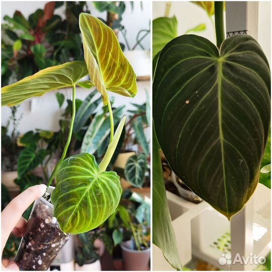 Домашние растения