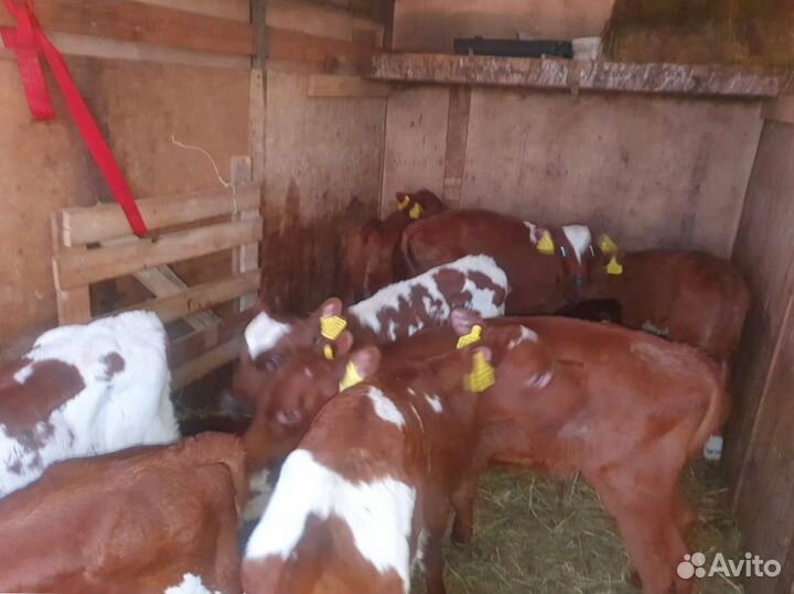 Телята доставка