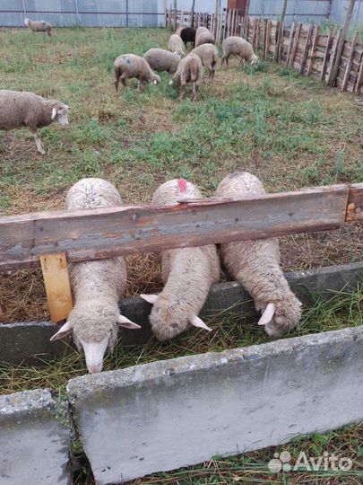 Ягнята на Мясо