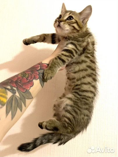 Котенок/девочка 3 месяца