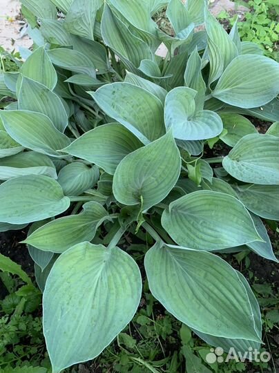 Хоста растение