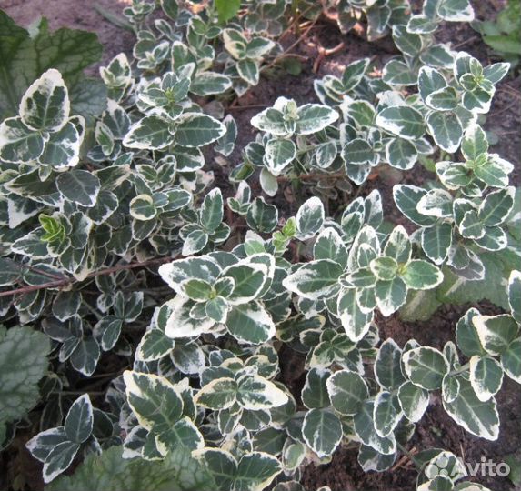 Растения для сада