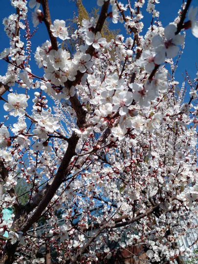 Саженцы абрикоса