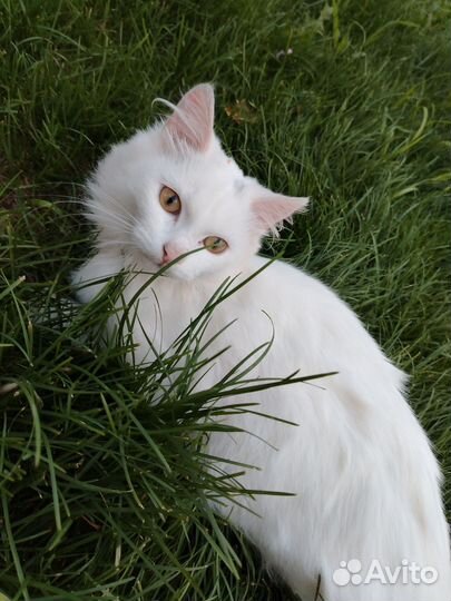 Отдам кота в добрые руки