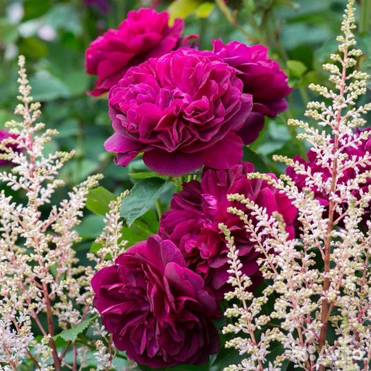 Роза шраб Дарси Бассел 4 л