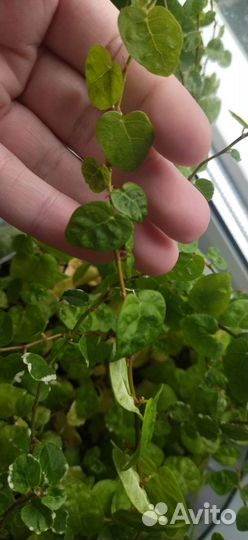 Фикус пумила