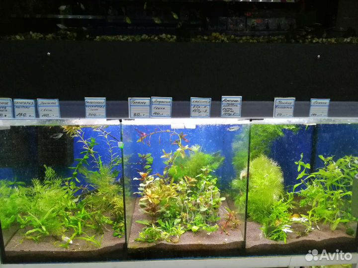Аквариумный мир магазина Орнатус