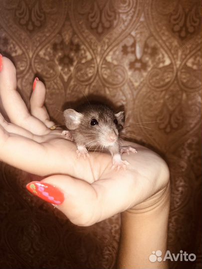 Крысята сиамские дамбо классика