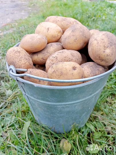 Картофель домашний крупный