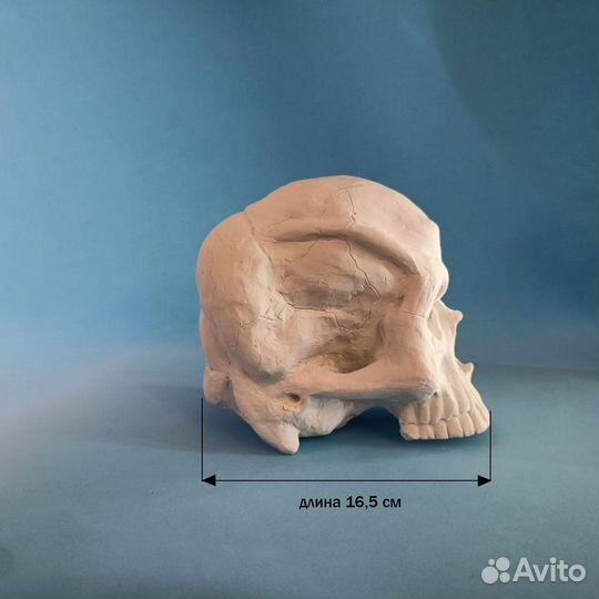 Череп из гипса