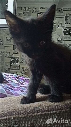 4 котёнка,1девочка белая,3мальчика черных