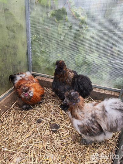 Китайские петушки