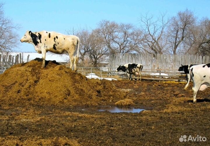Перегной навоз коровяк чернозем торф и всякие сипу