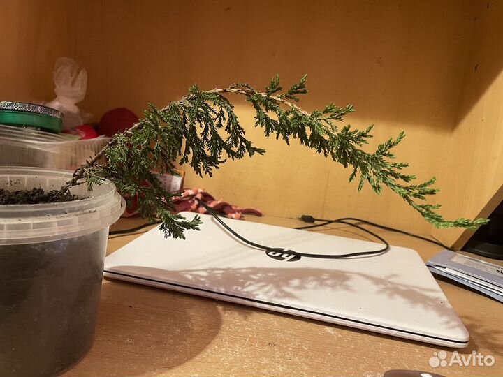 Уличное хвойное растение