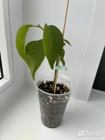 Бугенвиллия черенки