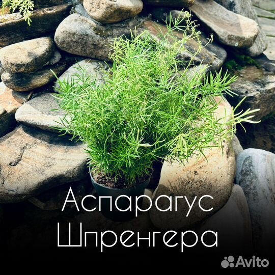 Аспарагус Шпренгера