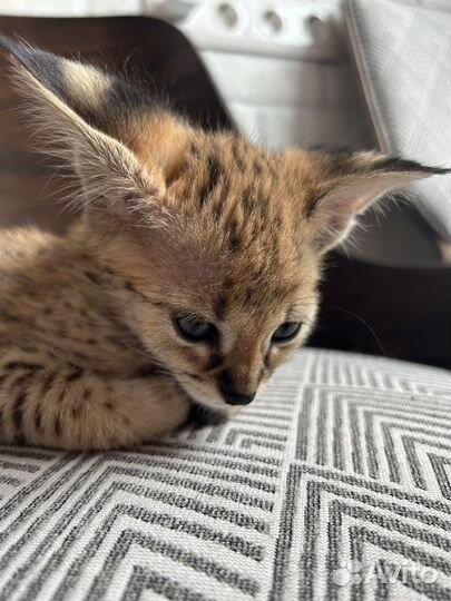 Котята саванна ф1 65%