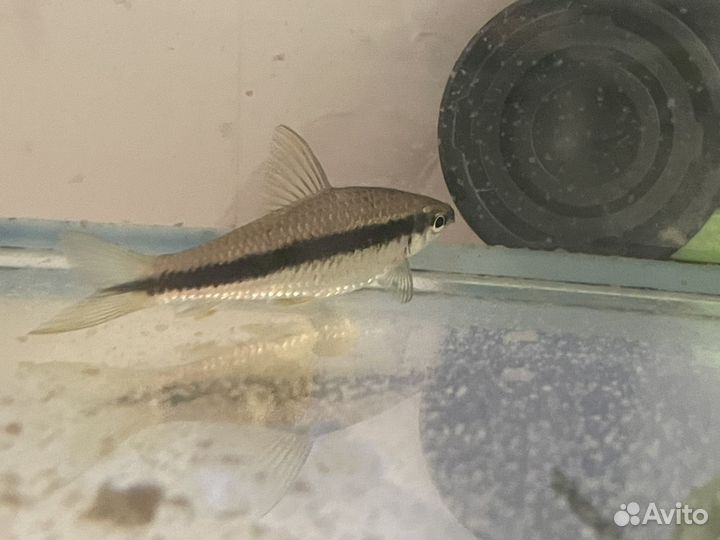 Сом таракатум и сиамский водорослиед