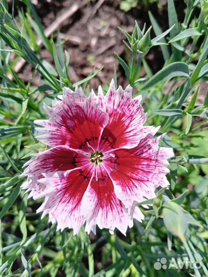 Гвоздика китайская семена