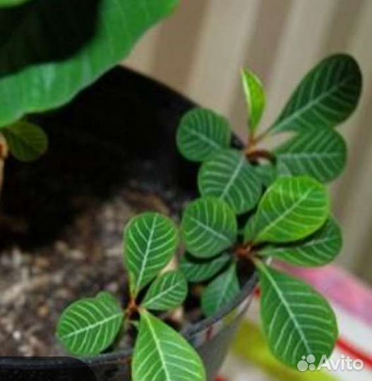 Молочай ребристый. Детки