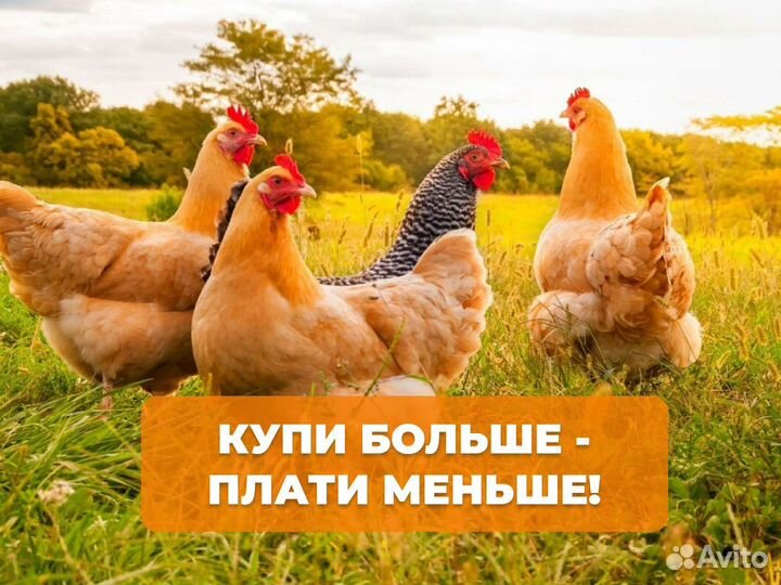 Куры несушки Белые