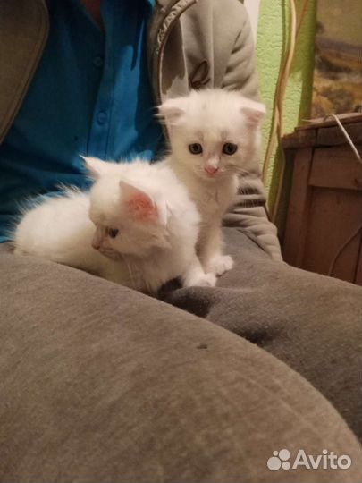 Кошка в дар бесплатно
