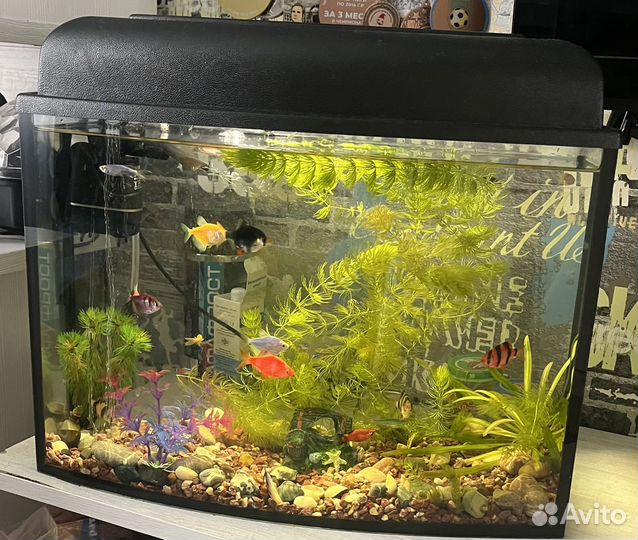 Аквариум с рыбками,растениями,компрессором,фильтро