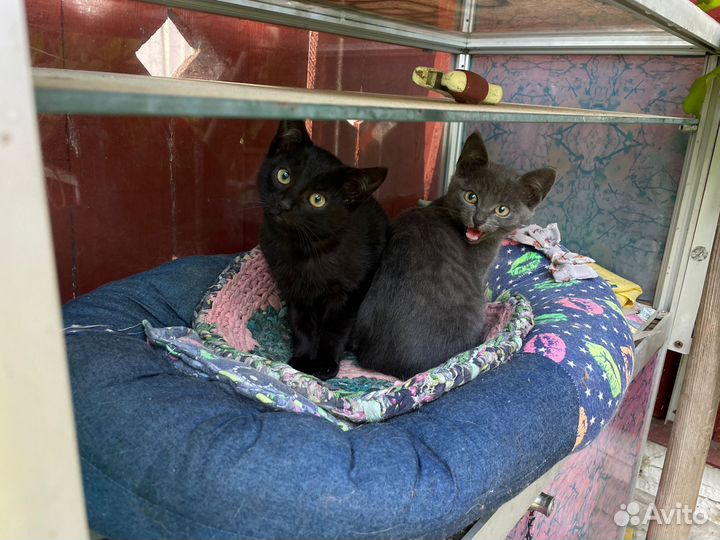 Котята в дар