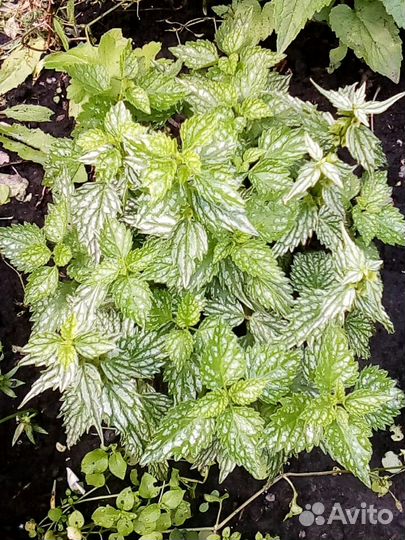 Цветы многолетники